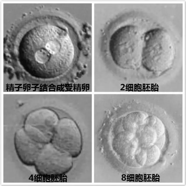 备孕检查