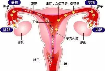 女性生育